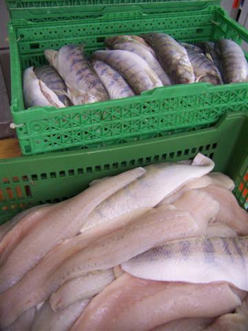 Zander und Zanderfilet frisch vom Fang