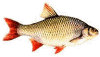 rotfeder.gif (11452 Byte)